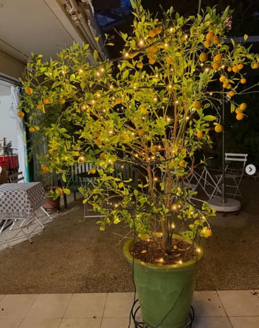 料理家栗原はるみ、きんかんの木にイルミネーション「素敵」と話題に！