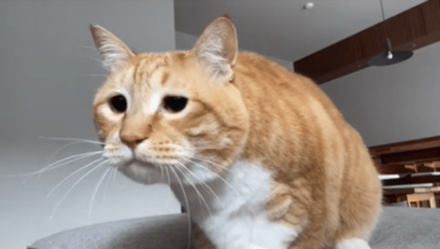 しょぼん顔の保護猫ぐっぴー「波打ち際の腹」動画にファンほっこり