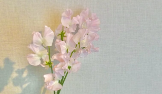 スイートピーの日に松田聖子を想う尾形杏奈、季節感あふれる投稿が話題に