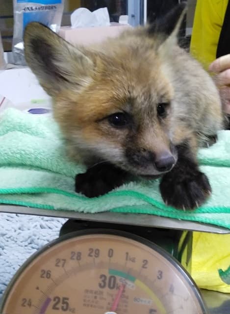 「すくすく成長しています」体重計に乗る”こぎつね”の姿がキュートすぎる！