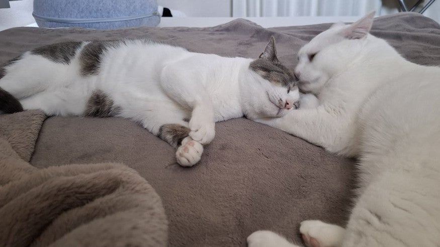 佐々木琴子、腕まくらで寄り添う愛猫たちを公開　癒しのひとときにほっこり