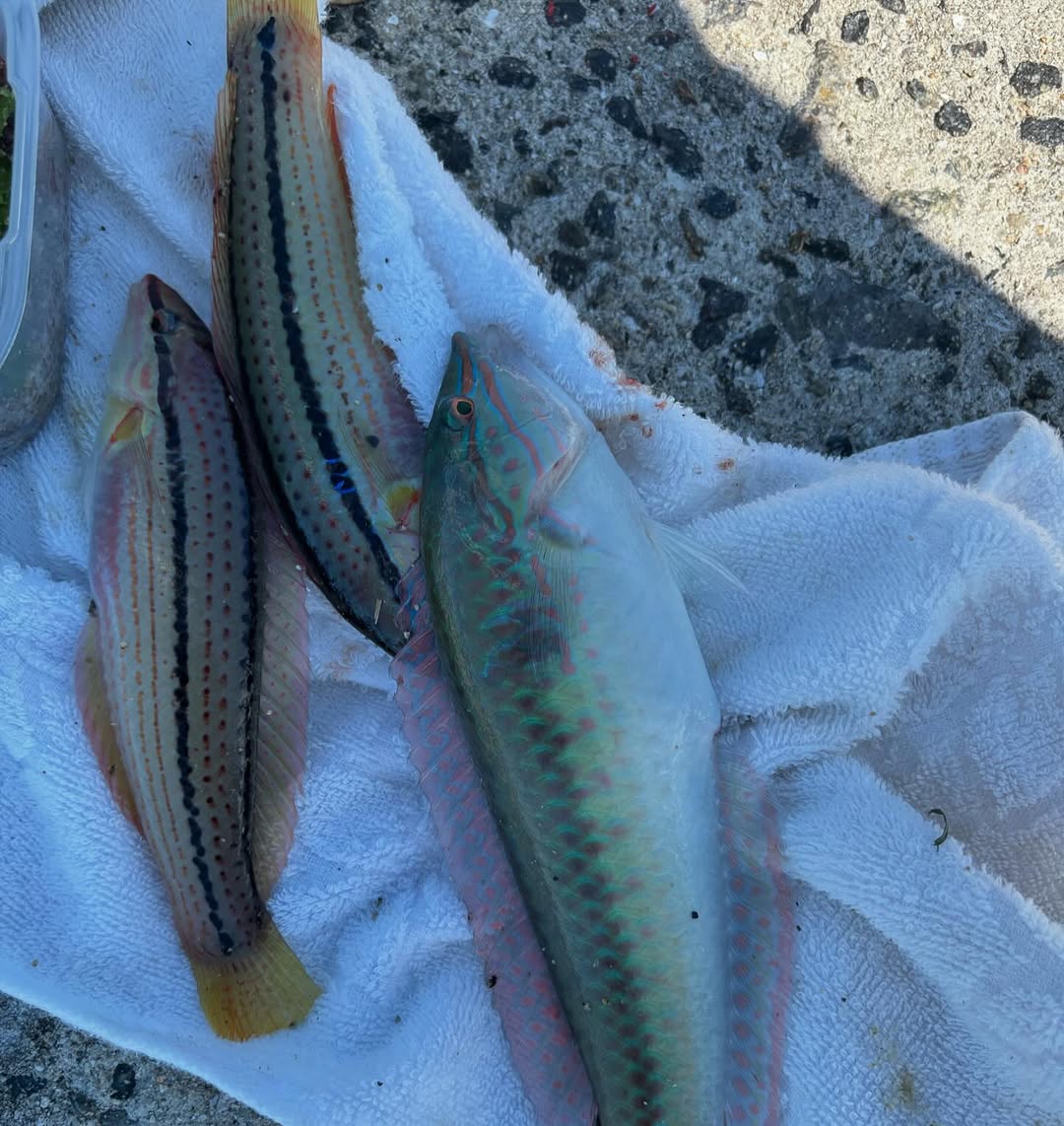 村上ショージ、「田舎者は故郷が1番！」穏やかなオフを満喫