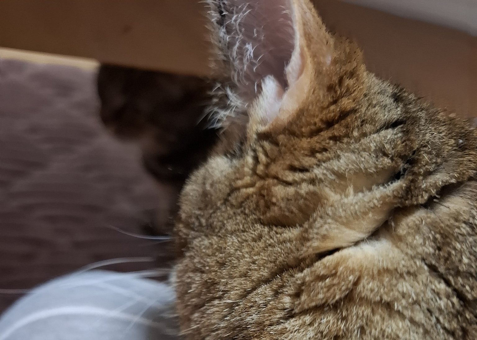 豊田真奈美が夏の高校野球を観戦　夕食と愛猫とともに過ごす穏やかなひととき