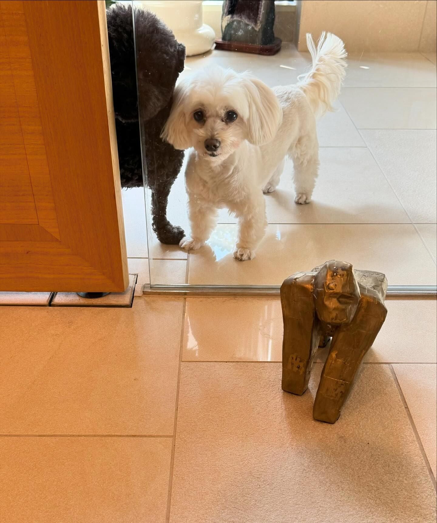 浜田雅功の妻・小川菜摘の可愛すぎる愛犬が”金のゴリラ”に興味津々！？