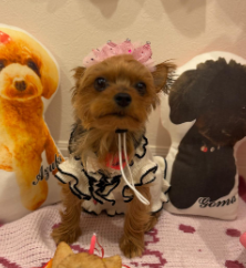 ほしのあき、愛犬まろんの3歳バースデーをお祝い！「わんちゃんケーキ」にファンもほっこり！！