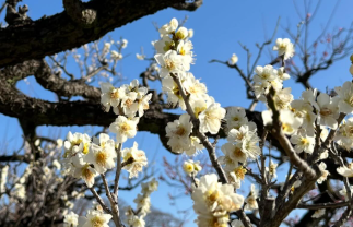 「月光のような梅が見頃」気象キャスター塩見泰子が春の訪れをお届け