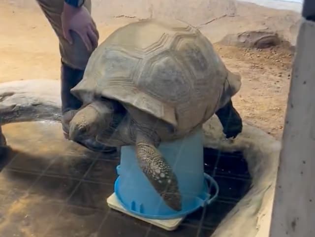 バケツの上で体重測定！？　円山動物園・ゾウガメの“のっそり健康チェック”