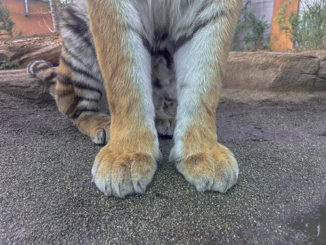 「前足だけでもかわいい」那須どうぶつ王国がアムールトラの〇〇みたいな前足を投稿