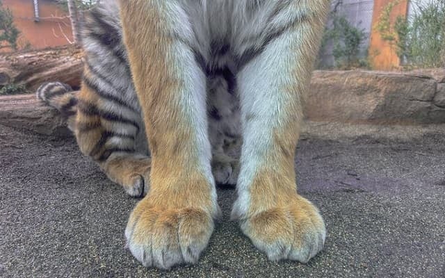 「前足だけでもかわいい」那須どうぶつ王国がアムールトラの〇〇みたいな前足を投稿