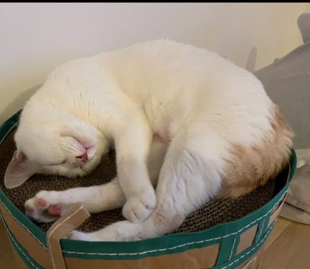 お笑い芸人 サンシャイン池崎 愛猫画像を大量アップ！「可愛い😍」