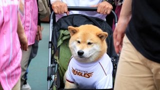 人気の“柴犬まる”登場！　大盛況で幕を閉じた楽天「イーグルスガールデー」