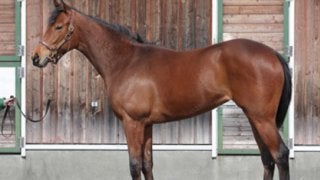 快速馬の妹、スターリーステージにスタッフは「文句のつけようがない」