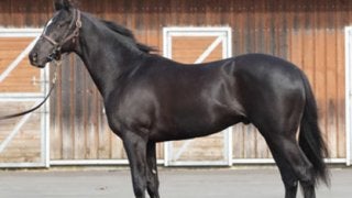 藤沢厩舎がダービー連覇の夢を託すフラットレーは「ムチャクチャいい」