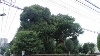 【小さな山旅】高層ビルと最低山…埼玉県さいたま市・浅間山