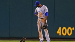 【MLB】世界一への吉兆!?　モリーナ「幸運の猫」乱入直後の一球で逆転満塁弾→勝利