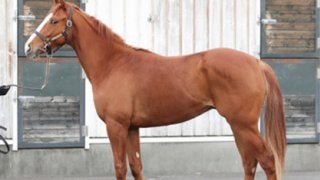 怪物オルフェ産駒の超期待馬、シンハラージャは「スピードが出すぎ」