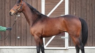 超名牝アゼリの子、シルヴァンシャーの資質に育成担当が「キターッ！」