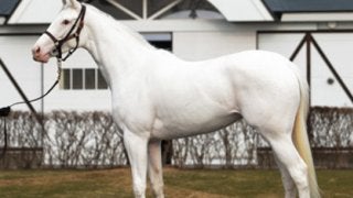 白毛ユキチャンの子、ハウナニは見た目も凄いが資質も「今までで一番」