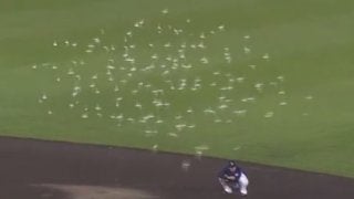 Koboパーク宮城の鳥襲来、米で話題「なぜアグレッシブに下降したかミステリー」