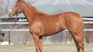 怪物オルフェに「そっくり」な妹、デルニエオールがまもなくデビュー