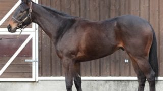 女帝のひ孫、アドマイヤキングは現役ジョッキーも「心臓がいい」と絶賛