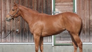 偉大なる姉ブエナビスタに続け。プリメラビスタはデビューへ視界良好