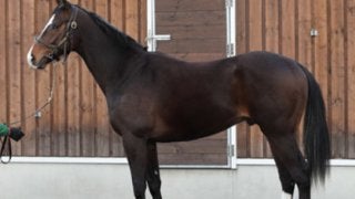 馬名が「世界制覇」。ヴェルテアシャフトは池江調教師も認める超大物