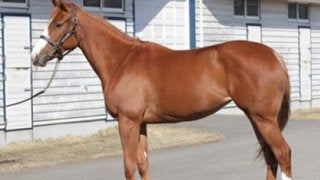 見た目も、性格も「怪物」にそっくり。やんちゃ娘シエラに膨らむ期待