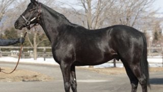 ステイ産駒のウムラオフは、ディープ産駒の兄と「特徴があべこべ」