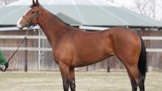 ダービー２着。スワーヴリチャードの妹、ルナステラはカイ食いがカギ