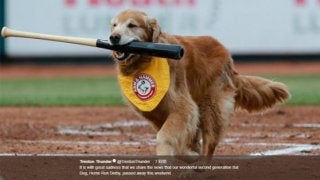 【MLB】米マイナーで人気博した“バット犬”急逝　球団GM「計り知れなく大きい存在」