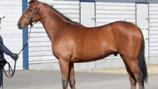 兄よ姉よ、見ててくれ。タンタフエルサは着実にクラシックの夢を追う