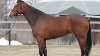 いま話題の角居厩舎が大切に育てる、リンフォルツァンドは繁栄の一族