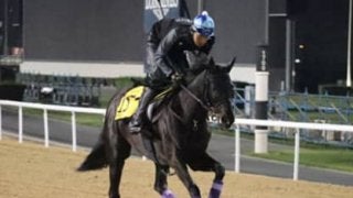 ドバイの４競走で「万馬券の油田」を掘り当てる日本調教馬はどれだ？