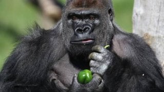 【使用法】大谷翔平はフルゴリラ…？「今年の流行語大賞狙えそう」との声も