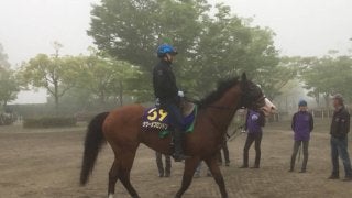 【NHKマイル】タワーオブロンドン 藤沢和師「前半穏やかに」