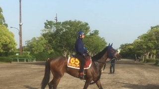 【オークス】マウレア 手塚師「やるからには一泡吹かせたい」