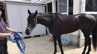 【京都4R/3歳未勝利】フォルシュナイト前半からついていけず、12着敗退