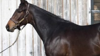 気鋭の種牡馬×名牝シーザリオ。サートゥルナーリアは、すごい評判！