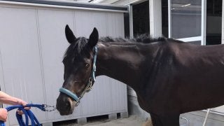 【京都4R/3歳未勝利】吉村師「中京戦で使えれば…」フォルシュナイト12着でよもやの惨敗