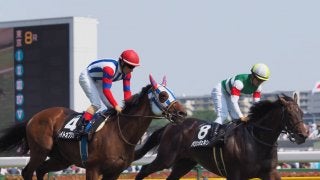 【東京8R/青嵐賞】ムイトオブリガード/パリンジェネシスが同着！2分22秒台の決着