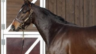 大魔神が夢を託すヴィルシーナの初子ブラヴァスは「べらぼうにいい」