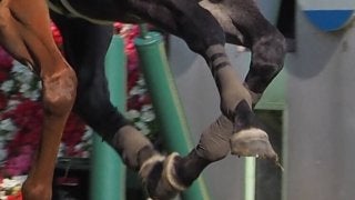 【安田記念】アエロリットまたしても落鉄！惜しい2着