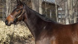 ミディオーサは動きがピカイチ。「気性難」に悩む姉よりも期待できる