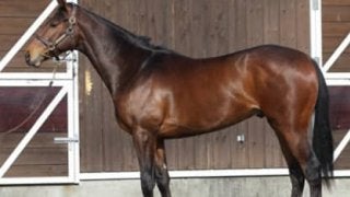 アドマイヤジャスタに乗ったスタッフ全員が「この馬は違う」と唸った