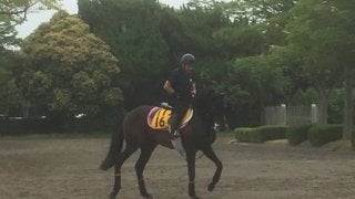 【エプソムC】ダイワギャグニー 全5勝東京の府中巧者