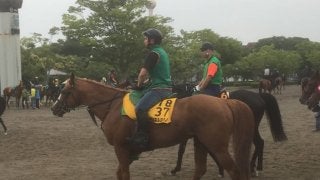 【エプソムC】マイネルミラノ 一昨年3着で軽視禁物！