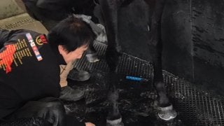 西内荘/装蹄の感触が良かった馬【6/16土曜版】