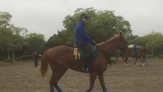 【注目新馬】土曜東京 イヴォーク