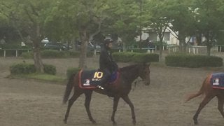 【宝塚記念】ゼーヴィント  右回りの方が競馬はしやすい